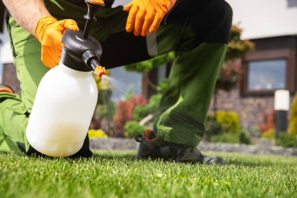 Best Affordable Pest Control Services  in Corte Madera, CA