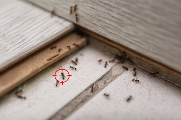 Best Insect Control  in Corte Madera, CA