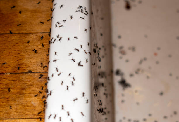 Best Pest Control Near Me in Corte Madera, CA