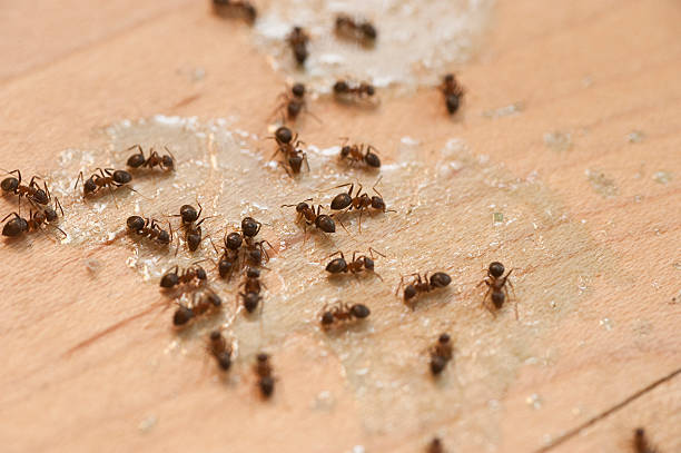 Best Flea Control Services  in Corte Madera, CA