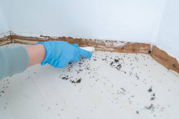 Best Affordable Pest Control Services  in Corte Madera, CA